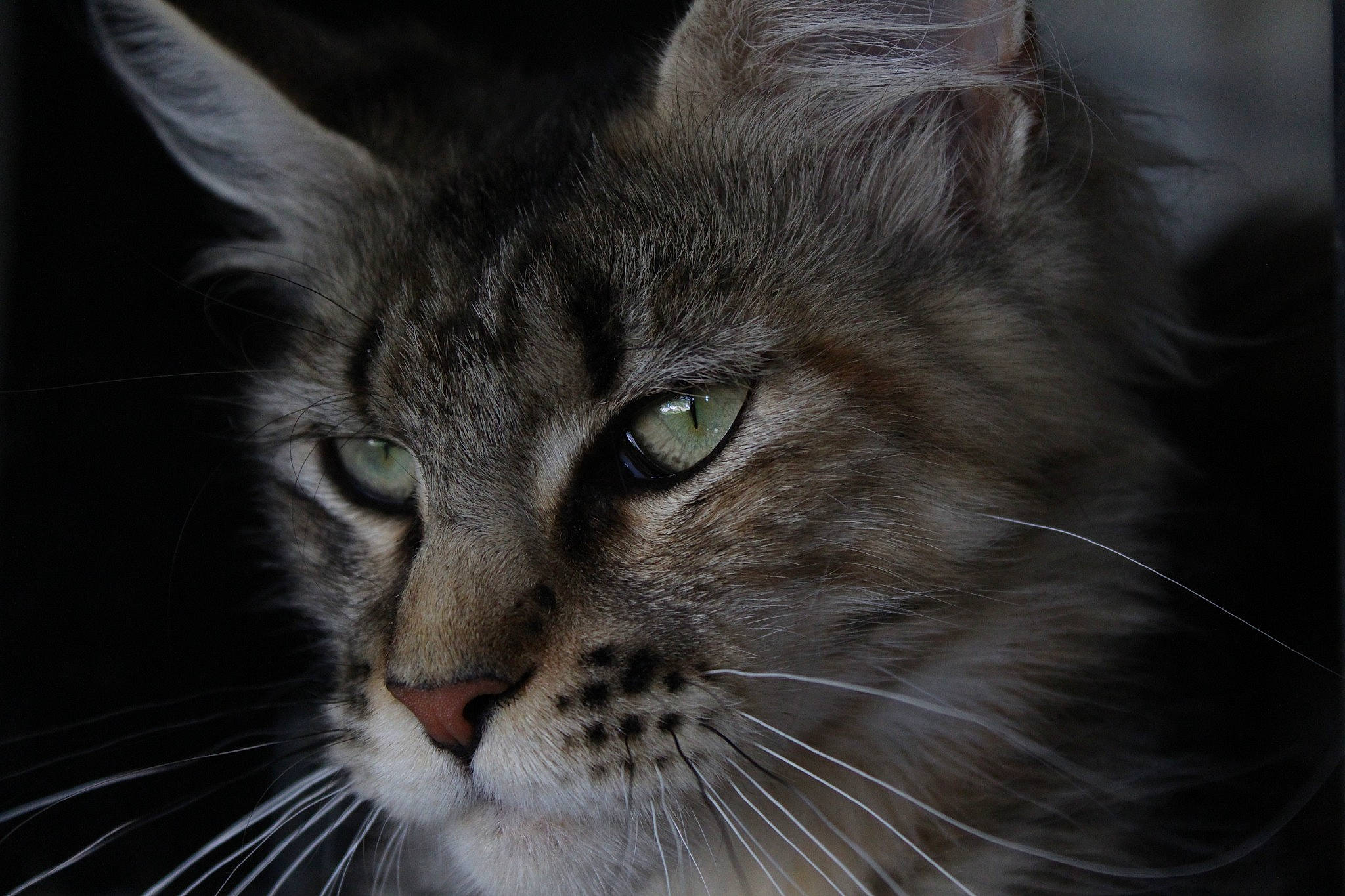 Lilia a rejoint le concours — aidez-le/la à gagner de superbes lots ! carnivore, cat, domestic_short_haired_cat, eye, felidae, fur, grass, iris, maine_coon, small_to_medium_sized_cats, snout, terrestrial_animal, whiskers, wildlife