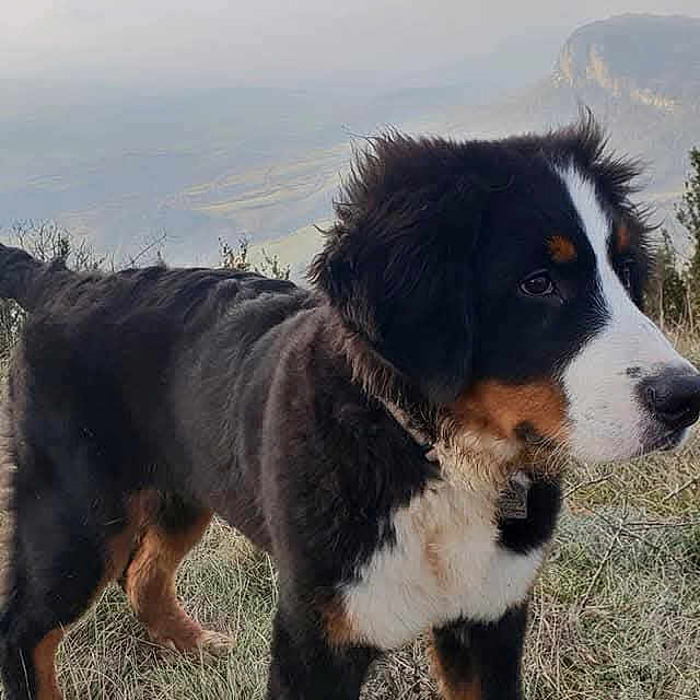 Clyde a rejoint le concours — aidez-le/la à gagner de superbes lots ! dog, bernese_mountain_dog, puppy, grass, outdoor, nature, mountain, landscape, animal, fur, pet, young, field, curious, alert, side_view, canine, mammal, walk, scenery