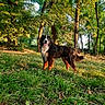 Clyde a rejoint le concours — aidez-le/la à gagner de superbes lots ! dog, bernese_mountain_dog, grass, forest, trees, sunlight, outdoor, nature, animal, mammal, pet, canine, happy, panting, fur, greenery, daylight, park, leaves, scenery