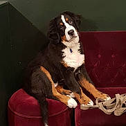 Clyde participe au concours pour gagner de l'argent avec cette photo : dog, bernese_mountain_dog, puppy, red_velvet, ottoman, sofa, indoor, pet, furniture, floor, green_wall, curious, head_tilt, cozy, seated, leash, collar, black, brown, white