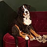 dog, bernese_mountain_dog, puppy, red_velvet, ottoman, sofa, indoor, pet, furniture, floor, green_wall, curious, head_tilt, cozy, seated, leash, collar, black, brown, white