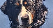 Clyde a rejoint le concours — aidez-le/la à gagner de superbes lots ! dog, bernese_mountain_dog, wet, water, portrait, animal, outdoor, pet, fur, close_up, canine, head, face, curious, black, white, brown, ears, expression, nature