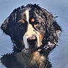 dog, bernese_mountain_dog, wet, water, portrait, animal, outdoor, pet, fur, close_up, canine, head, face, curious, black, white, brown, ears, expression, nature