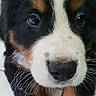 Clyde a rejoint le concours — aidez-le/la à gagner de superbes lots ! bernese_mountain_dog, puppy, dog, close_up, pet, animal, cute, fur, black_fur, white_fur, brown_fur, face, whiskers, paws, floor, indoor, young, looking_up, adorable, canine