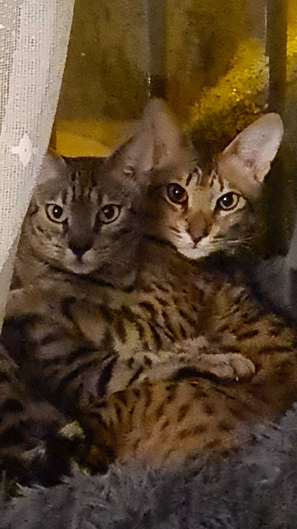 Shaq is registered to the contest to win money with this photo: art, art_paint, carnivore, cat, curtain, felidae, fur, illustration, mammal, paint, painting, photo_caption, small_to_medium_sized_cats, snout, terrestrial_animal, visual_arts, whiskers, wildlife, window