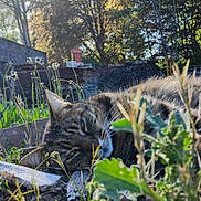 Tigrou a rejoint le concours — aidez-le/la à gagner de superbes lots ! cat, tabby_cat, outdoor, sunlight, plants, grass, trees, nature, relaxing, animal, feline, garden, wildflowers, daylight, resting, closeup, fur, mammal, peaceful, ground