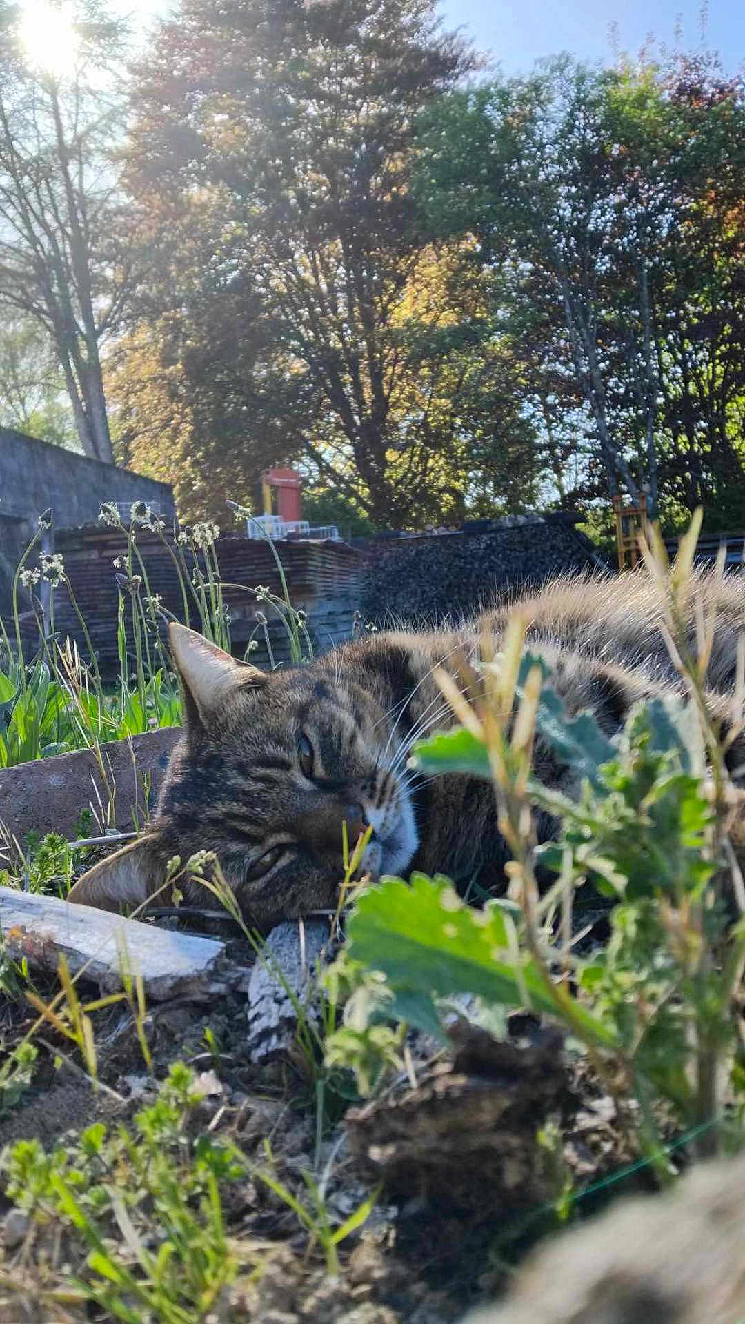 Tigrou a rejoint le concours — aidez-le/la à gagner de superbes lots ! cat, tabby_cat, outdoor, sunlight, plants, grass, trees, nature, relaxing, animal, feline, garden, wildflowers, daylight, resting, closeup, fur, mammal, peaceful, ground