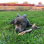 O'Ziya a rejoint le concours — aidez-le/la à gagner de superbes lots ! alaunt, american_pit_bull_terrier, american_staffordshire_terrier, canidae, carnivore, dog, dog_breed, fawn, grass, mammal, molosser, non_sporting_group, pit_bull, puppy, snout, sporting_group, staffordshire_bull_terrier, terrier, vertebrate