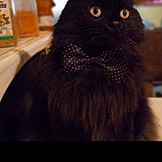 Onyx joined the competition — help win amazing prizes! cat, black_cat, bow_tie, pet, indoor, kitchen, feline, animal, yellow_eyes, fur, domestic_cat, close_up, mammal, cute, portrait, whiskers, polka_dot, sitting, curious, domestic
