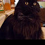 cat, black_cat, bow_tie, pet, indoor, kitchen, feline, animal, yellow_eyes, fur, domestic_cat, close_up, mammal, cute, portrait, whiskers, polka_dot, sitting, curious, domestic