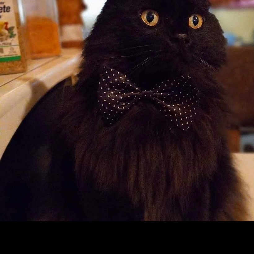 Onyx joined the competition — help win amazing prizes! animal, black_cat, bow_tie, cat, close_up, curious, cute, domestic, domestic_cat, feline, fur, indoor, kitchen, mammal, pet, polka_dot, portrait, sitting, whiskers, yellow_eyes
