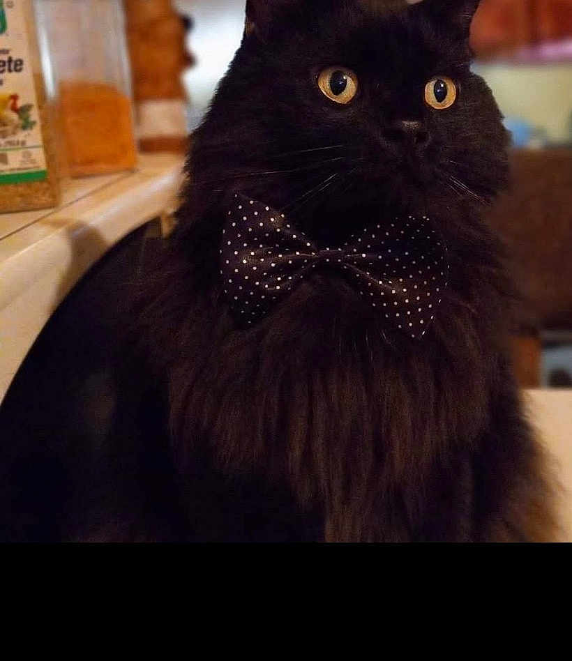 Onyx joined the competition — help win amazing prizes! cat, black_cat, bow_tie, pet, indoor, kitchen, feline, animal, yellow_eyes, fur, domestic_cat, close_up, mammal, cute, portrait, whiskers, polka_dot, sitting, curious, domestic