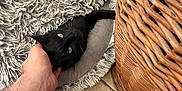 Schnappi participe au concours pour gagner de l'argent avec cette photo : cat, black_cat, pet_bed, hand, tattoo, floor_tiles, wicker_basket, pet_bowl, indoor, cozy, scratching, fur, resting, animal, domestic, cute, relaxed, closeup, paw_print, home