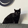 Schnappi participe au concours pour gagner de l'argent avec cette photo : black_cat, cat, pet, indoor, leather_couch, furniture, wall_art, decor, gears, curious, green_eyes, animal, mammal, whiskers, ears, sitting, looking, shadow, home, cozy