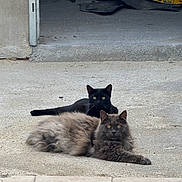 Schnappi participe au concours pour gagner de l'argent avec cette photo : cat, black_cat, gray_cat, animal, pet, outdoor, concrete, garage, floor, fur, whiskers, eyes, relaxed, lying_down, two_animals, mammal, domestic_animal, curious, companions, resting