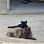 cat, black_cat, gray_cat, animal, pet, outdoor, concrete, garage, floor, fur, whiskers, eyes, relaxed, lying_down, two_animals, mammal, domestic_animal, curious, companions, resting