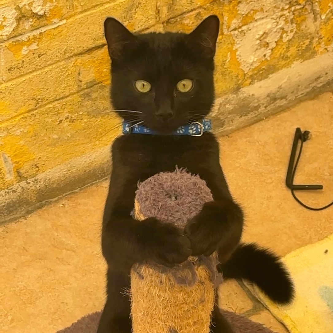 Schnappi a rejoint le concours — aidez-le/la à gagner de superbes lots ! animal, black_cat, blue_collar, cat, cute, domestic_animal, feline, floor, fur, indoor, looking, mammal, paw, pet, scratching_post, standing, tail, toy, wall, yellow_eyes