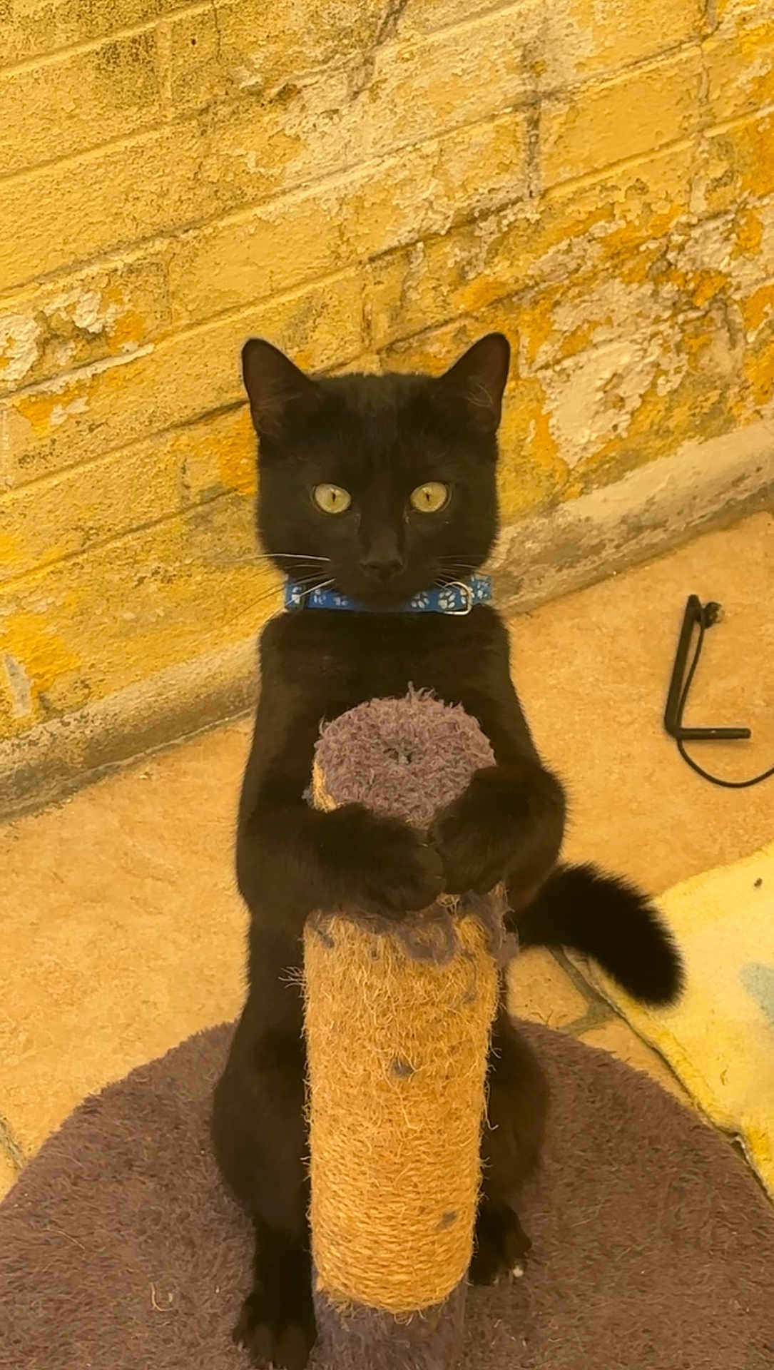 Schnappi a rejoint le concours — aidez-le/la à gagner de superbes lots ! black_cat, cat, scratching_post, blue_collar, yellow_eyes, indoor, pet, animal, feline, fur, paw, tail, wall, floor, toy, standing, looking, cute, mammal, domestic_animal