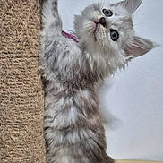 Bellissima a rejoint le concours — aidez-le/la à gagner de superbes lots ! kitten, cat, fluffy, gray_fur, long_hair, blue_eyes, pet, animal, cute, playful, curious, scratching_post, indoors, wooden_floor, white_wall, portrait, standing, paws, whiskers, adorable