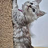 kitten, cat, fluffy, gray_fur, long_hair, blue_eyes, pet, animal, cute, playful, curious, scratching_post, indoors, wooden_floor, white_wall, portrait, standing, paws, whiskers, adorable