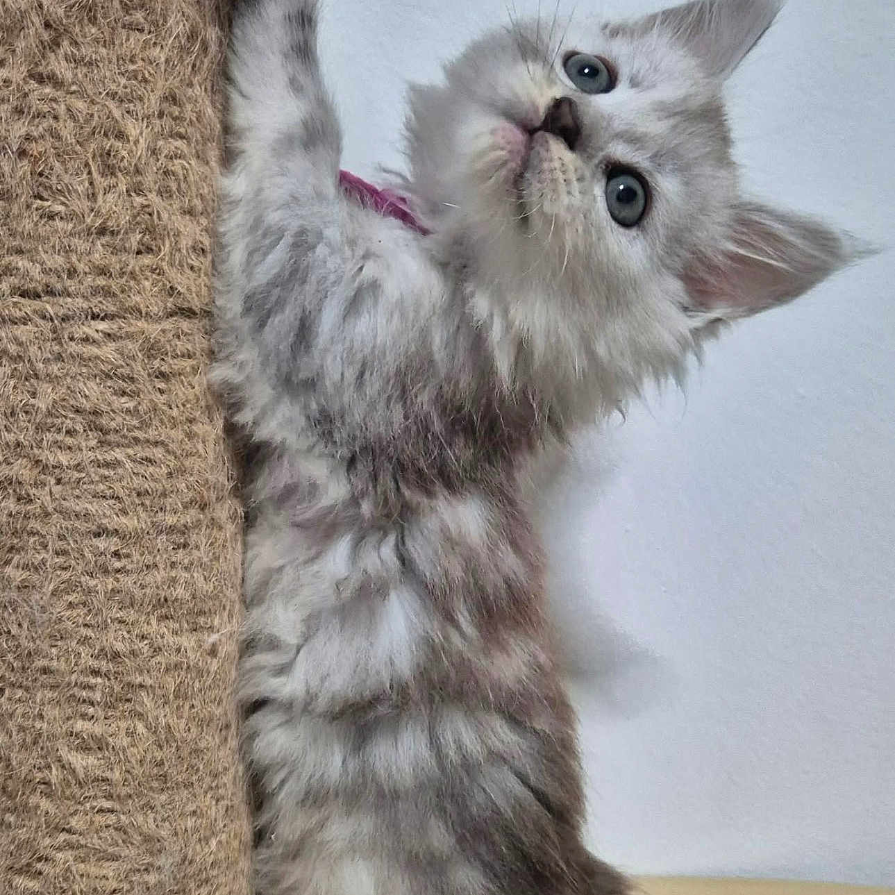 Bellissima a rejoint le concours — aidez-le/la à gagner de superbes lots ! kitten, cat, fluffy, gray_fur, long_hair, blue_eyes, pet, animal, cute, playful, curious, scratching_post, indoors, wooden_floor, white_wall, portrait, standing, paws, whiskers, adorable