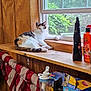 cat, calico_cat, windowsill, window, wood_paneling, bottle, container, greenery, foliage, indoor, relaxed, pet, animal, feline, rustic, fabric, red_and_white, houseplant, natural_light, cozy