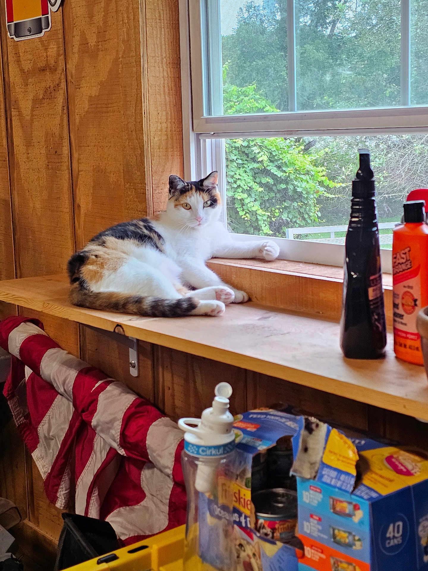Callie