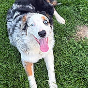 Blue a rejoint le concours — aidez-le/la à gagner de superbes lots ! dog, puppy, blue_eyes, happy, smiling, tongue_out, lying_down, grass, outdoor, garden, black_and_white, brown_markings, fluffy, long_hair, pet, animal, portrait, close_up, playful, natural_light
