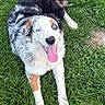 dog, puppy, blue_eyes, happy, smiling, tongue_out, lying_down, grass, outdoor, garden, black_and_white, brown_markings, fluffy, long_hair, pet, animal, portrait, close_up, playful, natural_light