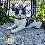 Ashes is registered to the contest to win money with this photo: cat, gray_and_white, outdoor, chain_link_fence, house, concrete, sunlight, greenery, grass, tree, collar, pet, animal, relaxed, daylight, sidewalk, leaf, garden, residential, nature