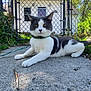 cat, gray_and_white, outdoor, chain_link_fence, house, concrete, sunlight, greenery, grass, tree, collar, pet, animal, relaxed, daylight, sidewalk, leaf, garden, residential, nature