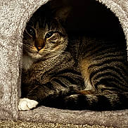 Luico is registered to the contest to win money with this photo: cat, tabby_cat, pet, animal, feline, cozy, indoor, cat_house, fur, striped, whiskers, paw, resting, cute, sleepy, carpet, soft_texture, small_space, shadow, warm_lighting
