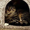 cat, tabby_cat, pet, animal, feline, cozy, indoor, cat_house, fur, striped, whiskers, paw, resting, cute, sleepy, carpet, soft_texture, small_space, shadow, warm_lighting