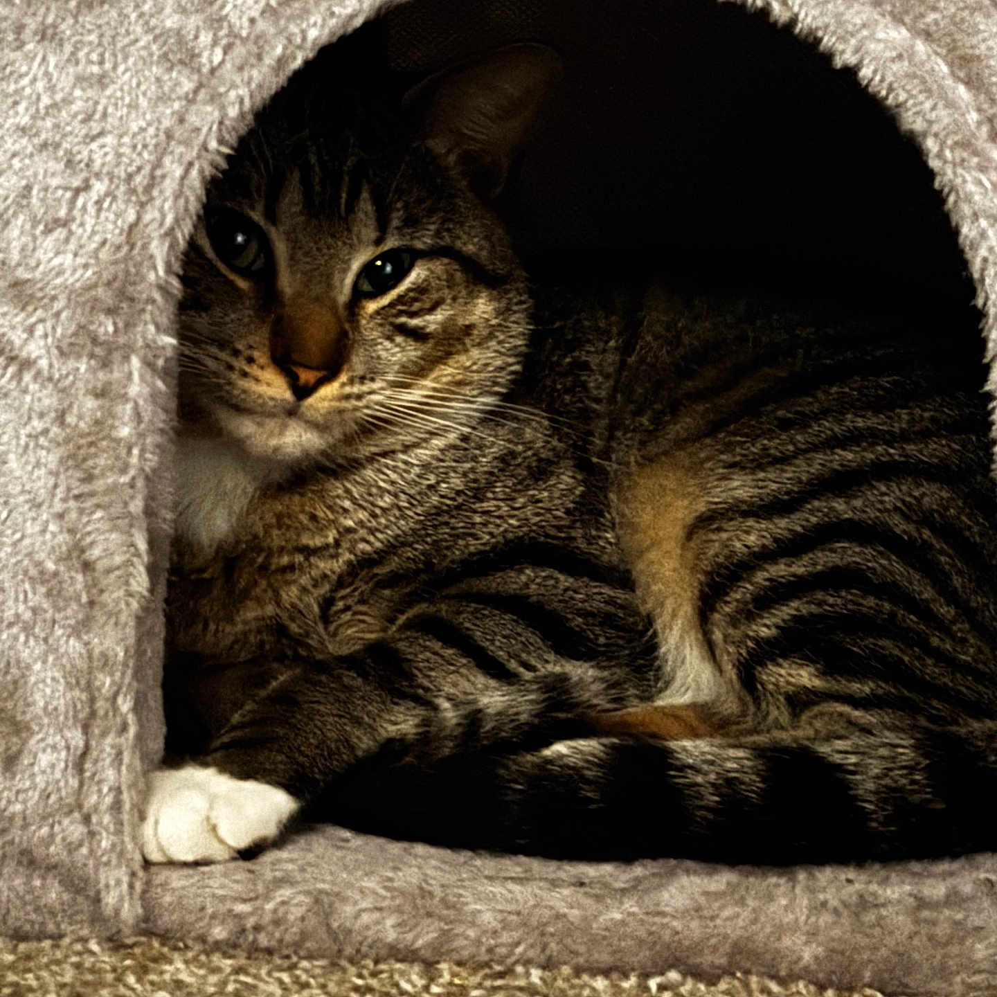 Luico is registered to the contest to win money with this photo: cat, tabby_cat, pet, animal, feline, cozy, indoor, cat_house, fur, striped, whiskers, paw, resting, cute, sleepy, carpet, soft_texture, small_space, shadow, warm_lighting