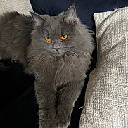 Bastet participe au concours pour gagner de l'argent avec cette photo : cat, gray_cat, fluffy, long_hair, amber_eyes, pet, animal, indoor, couch, pillow, relaxed, feline, cute, domestic_cat, resting, whiskers, fur, portrait, looking_at_camera, comfortable