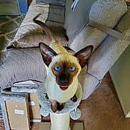 Meika joined the competition — help win amazing prizes! animal, blue_eyes, carpet, cat, couch, curious, cushions, ears, feline, furniture, home, indoor, living_room, looking_up, mouth_open, pet, scratching_post, siamese_cat, tail, whiskers