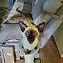 animal, blue_eyes, carpet, cat, couch, curious, cushions, ears, feline, furniture, home, indoor, living_room, looking_up, mouth_open, pet, scratching_post, siamese_cat, tail, whiskers