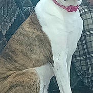Ms. Pancake is registered to the contest to win money with this photo: dog, brindle, white, collar, pink_collar, indoor, floor, cushion, plaid, fabric, hanger, pet, animal, sitting, attentive, large_dog, brown_floor, reflection, domestic, companion