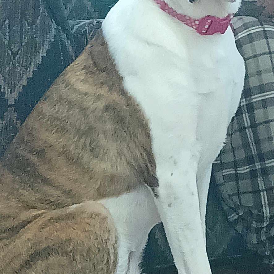 Ms. Pancake is registered to the contest to win money with this photo: animal, attentive, brindle, brown_floor, collar, companion, cushion, dog, domestic, fabric, floor, hanger, indoor, large_dog, pet, pink_collar, plaid, reflection, sitting, white