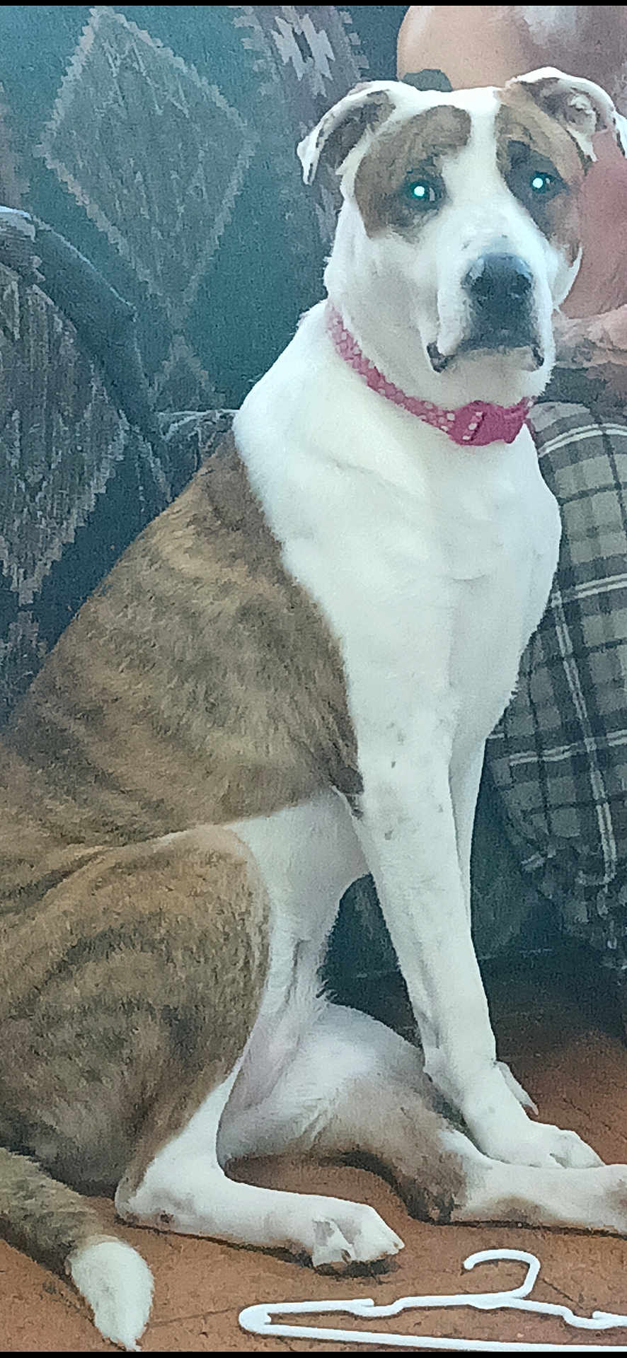 Ms. Pancake is registered to the contest to win money with this photo: dog, brindle, white, collar, pink_collar, indoor, floor, cushion, plaid, fabric, hanger, pet, animal, sitting, attentive, large_dog, brown_floor, reflection, domestic, companion