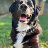 Daisy joined the competition — help win amazing prizes! dog, canine, pet, black_and_white, happy, smiling, tongue_out, close_up, outdoor, grass, sunlight, fur, ears, collar, nature, animal, portrait, friendly, playful, background_blur