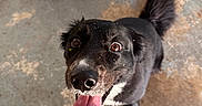 Daisy joined the competition — help win amazing prizes! dog, black_dog, tongue_out, happy, pet, grass_bits, concrete_floor, cooler, indoor, floor_stains, tail, ears, eyes, nose, mouth, animal, looking_up, fur, closeup, playful