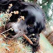 Daisy is registered to the contest to win money with this photo: dog, black_dog, stick, grass, outdoor, nature, leaf, tree, fence, animal, pet, canine, chewing, close_up, playful, summer, daylight, garden, cute, lying_down
