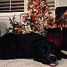 Daisy is registered to the contest to win money with this photo: dog, black_dog, carpet, christmas_tree, ornaments, holiday_decorations, lights, indoor, festive, relaxed, tongue_out, plush, window_shutters, couch, red_and_green, pine_tree, holiday, seasonal, pet, living_room