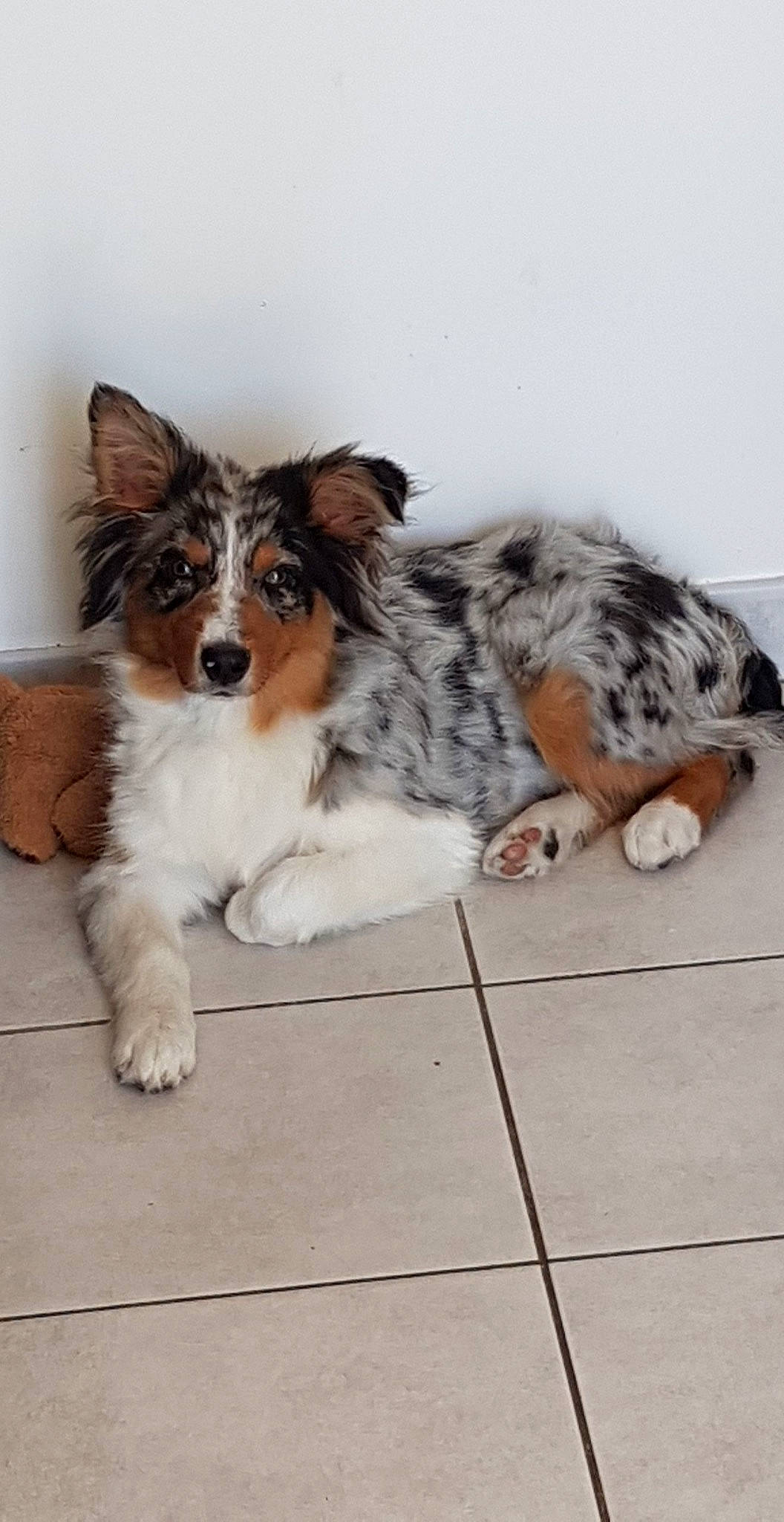 Phoenix participe au concours pour gagner de l'argent avec cette photo : australian_collie, australian_shepherd, border_collie, canidae, carnivore, companion_dog, dog, dog_breed, herding_dog, mammal, miniature_australian_shepherd, shetland_sheepdog, vertebrate