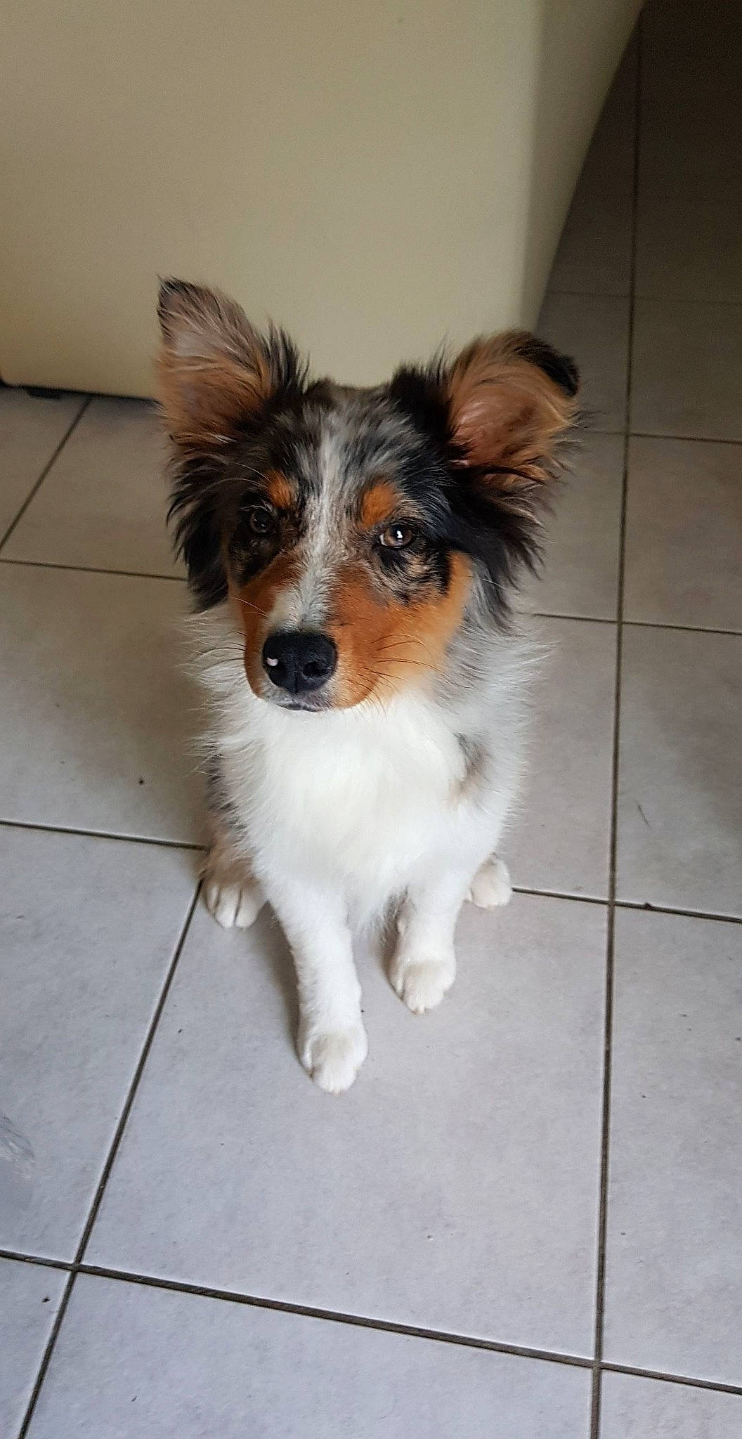 Phoenix a rejoint le concours — aidez-le/la à gagner de superbes lots ! australian_collie, australian_shepherd, canidae, carnivore, companion_dog, dog, dog_breed, fawn, mammal, papillon, phalene, puppy, rare_breed_dog, snout, spaniel, sporting_group, vertebrate
