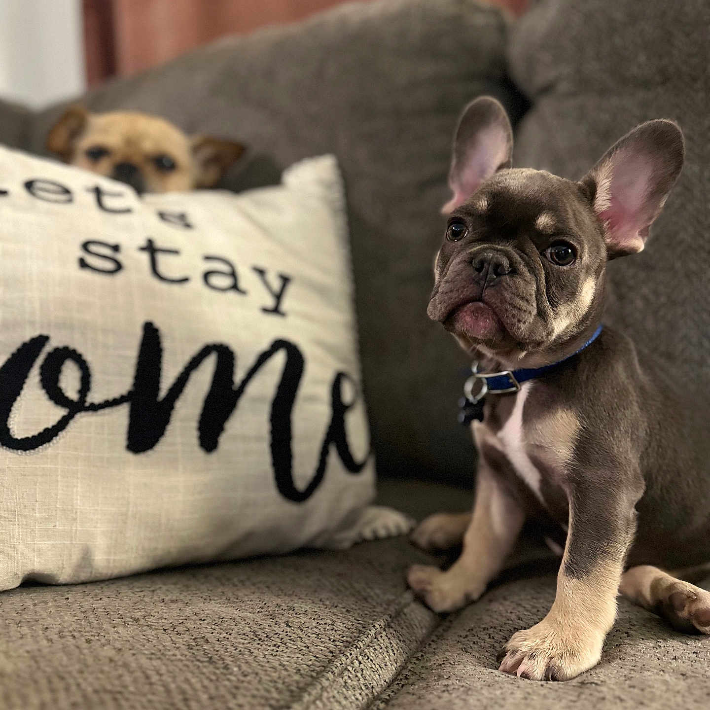 Mochi is registered to the contest to win money with this photo: animal, bostonbull, boxer, bulldog, canine, couch, cushion, dog, frenchbulldog, furniture, homedecor, hound, pet, pillow, pitbull, pug, puppy, text