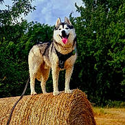 Thor participe au concours pour gagner de l'argent avec cette photo : animal, canine, clouds, dog, field, grass, happy, hay_bale, husky, leash, nature, outdoor, pet, rural, sky, standing, summer, sunlight, tongue_out, trees