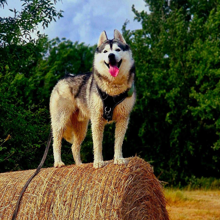 Thor