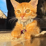 Pumba participe au concours pour gagner de l'argent avec cette photo : cat, kitten, orange_cat, ginger_cat, pet, collar, bell, whiskers, paws, indoor, sunlight, reflection, portrait, close_up, curious, amber_eyes, sitting, rug, earphones, shallow_depth_of_field